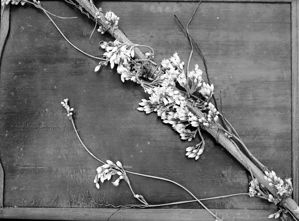 black and white photograph of plant specimen