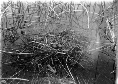 Black and white photo of bird nest with eggs on water amid reeds
