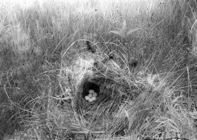 Black and white photo of bird nest in grasses