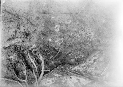 black and white photograph of beetle tunnels