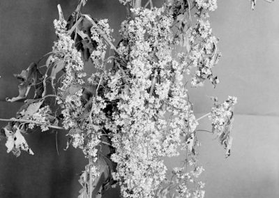 black and white photograph of plant specimen