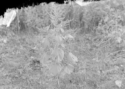 black and white photograph of plants