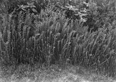 black and white photograph of plants