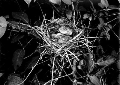black and white photograph of bird nest with hatched birds amid foliage