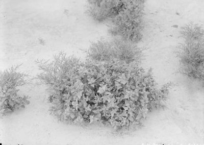 black and white photograph of plant in sand