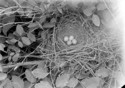 black and white photograph of bird nest with four eggs amid foliage