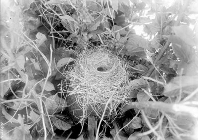 black and white photograph of empty bird nest in foliage