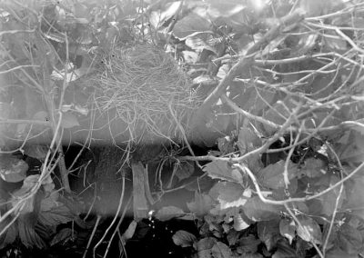 black and white photograph of bird nest in foliage