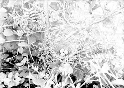 black and white photograph of bird nest with three eggs amid foliage