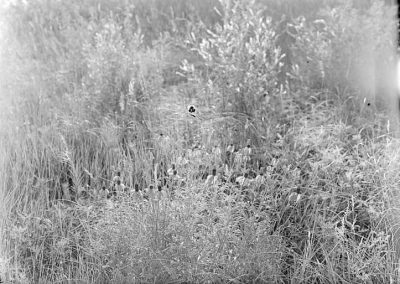 black and white photograph of coneflower and plants