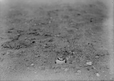 black and white photograph of a bird in sand