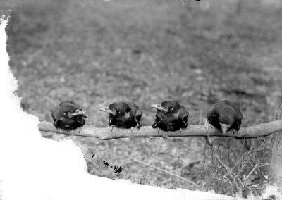black and white photograph of four crows on tree branch