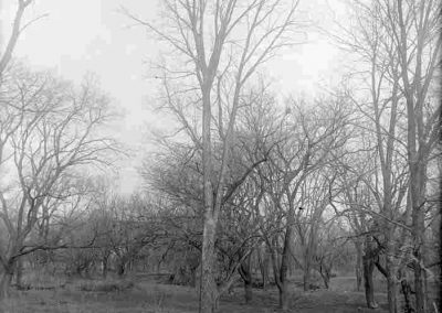 black and white photograph of tree landscape