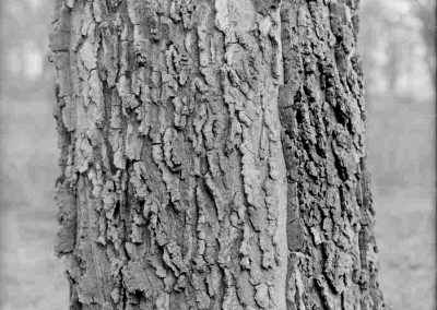 black and white photograph of tree bark