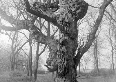 black and white photograph of elm tree