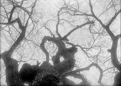 black and white photograph of tree trunk