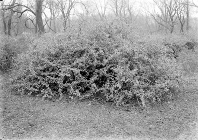 black and white photograph of shrub in tree landscape
