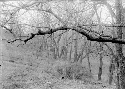 black and white photograph of tree limb and landscape
