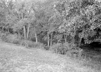 black and white photograph of tree landscape