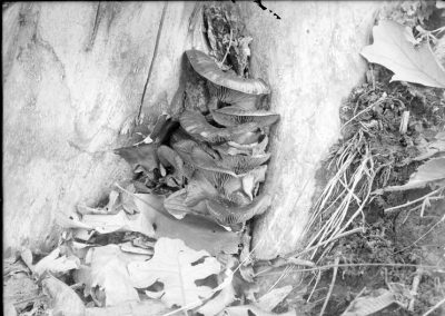 black and white photograph of mushrooms