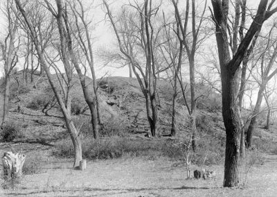 Black and white photograph of trees and bluff