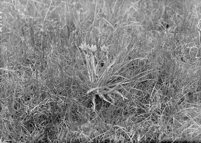 black and white photograph of plant in landscape