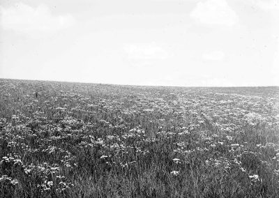 black and white photograph of flowers in landscape