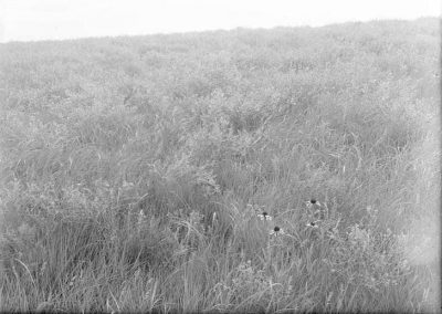 black and white photograph of grasses and flowers landscape