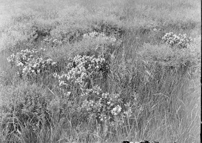 black and white photograph of shrub growing in grass landscape