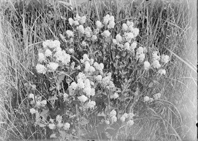 black and white photograph of single shrub in grass landscape