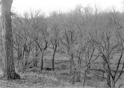 black and white photograph of wood landscape