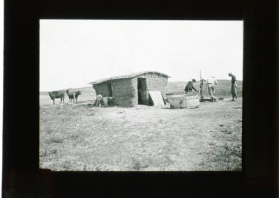 black and white photo of sod house, with men and cows around it