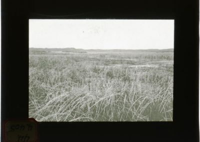black and white photo, with black board, of grasses in a landscape