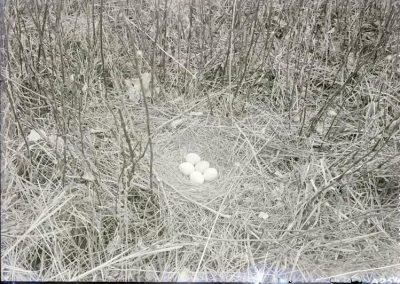 black and white photo of 5 eggs in nest on the ground