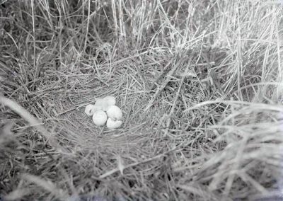 black and white photo of bird hatching from egg
