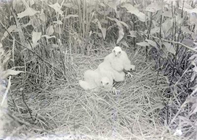 black and white photo of young among grass and foliage
