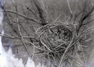black and white photo of small birds in nest