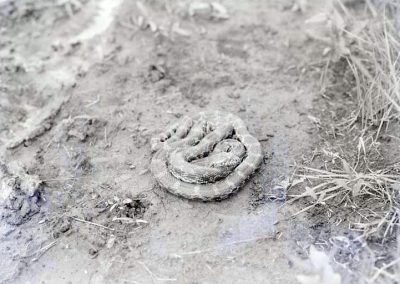 black and white photograph of snake curled in dirt road