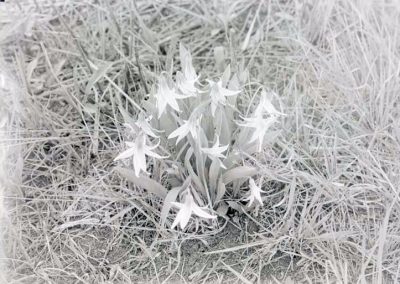 black and white photo of a cluster of blooming lilies in grass