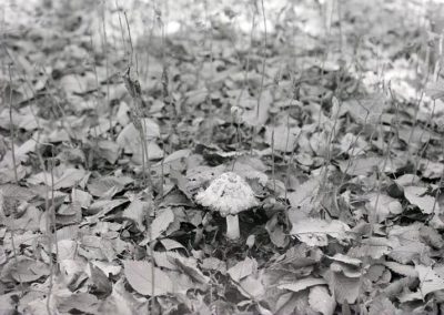 black and white photograph of mushroom amid fallen leaves