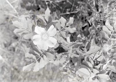 black and white photograph of a rose blossom and leaves