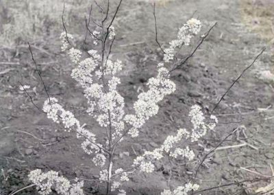 black and white photograph of blossoms on schrub twigs