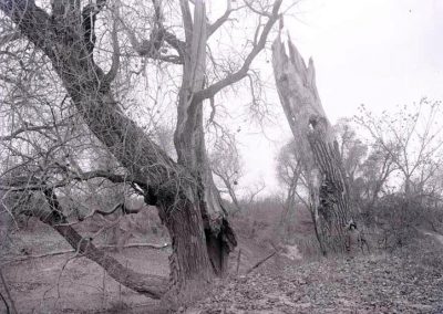 black and white of cottonwood trees, without leaves, and with breaks in tree truck, with a woman standing near one trunk