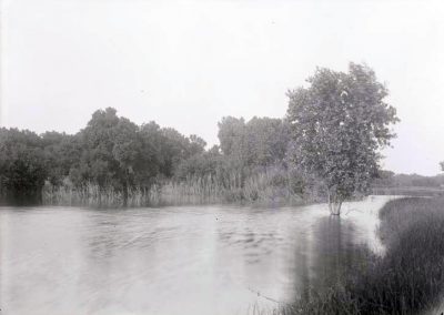 black and white photo of pond of water with trees and rush grasses along the edges
