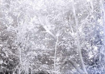 black and white photo of nest amid tree limbs and leaves