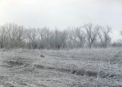 black and white photo of long dried stalks with row of trees without leaves in background