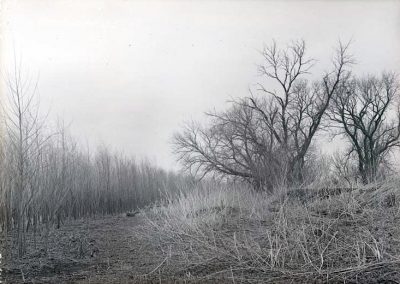 black and white photos of long grasses and trees without leaves