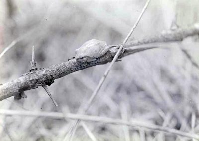black and white photo of tree toad on a single branch