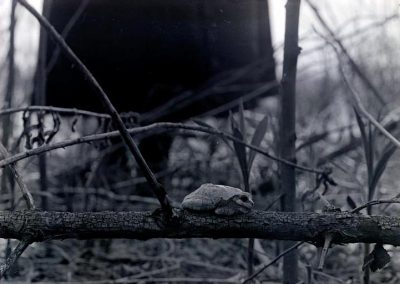 black and white photo of tree toad on a branch