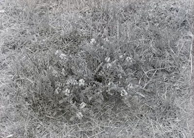 black and white photo of clump plant amid grasses